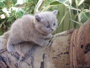 Продам отличного котёнка #136639