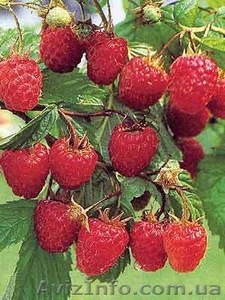 САДЖАНЦІ РОСЛИН #151547