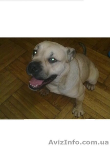 ка де бо кобель 8 міс палевого окрасу метрика вет паспорт #145810