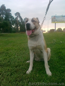 Продам среднеазиатскую овчарку. Алабай #145391