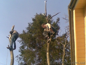 Спил деревьев, веток #150483