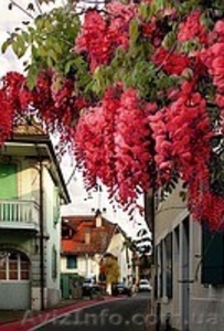 Глицыния-саженцы, под заказ, доставка по области. #144703