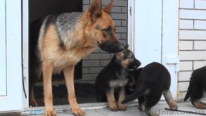 щенки немецкой овчарки породистые #154638