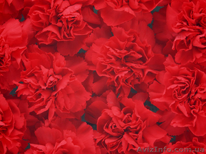 Гвоздика свежая оптом,  выращенная в Анталии #141446