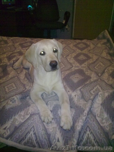 Продам щенка лабрадора #150442
