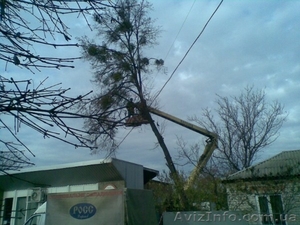 Спил деревьев в Харькове #150486