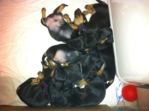 продам щенков таксы! недорого! #118540