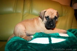 Щенки НЕМЕЦКОГО ДОГА!!!! #143205