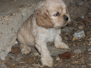 Американский кокер-спаниель. Щенки. #153679