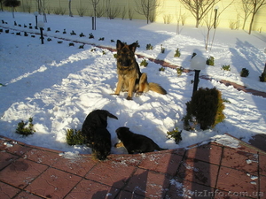 Щенки немецкой овчароки #138095