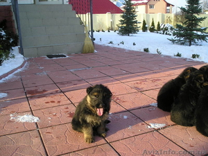 1, 5 месяца щенкам немецкой овчароки #138096