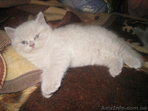 продам котят шотланцы и британцы #142325