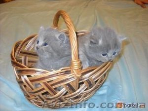 Продам котят,  британских Скоттиш-страйт #138365