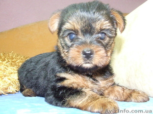 Щенки йоркширского терьера мини и стандарт #136467