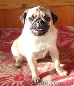 Предлагаю высококлассного щенка мопса (кобель) #134868