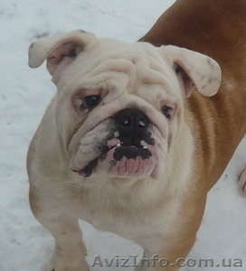 Продам английского бульдога #153910