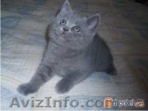 Плюшевый шотландский котик  #148089