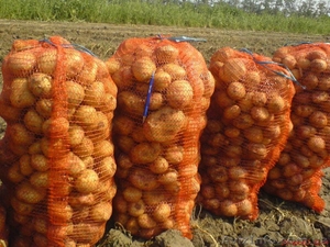 Свой товарный картофель #152768