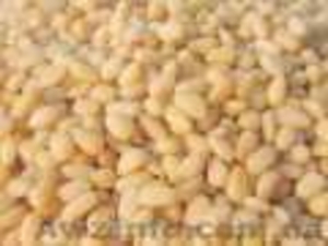 Кедровый орех продам #137722