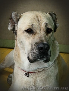 Требуется кобель алабая для вязки #144300