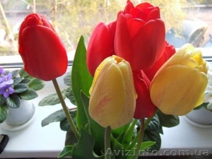 карпаты на 8 марта,  отдых карпатх 8 марта,  буковель недорого #151407