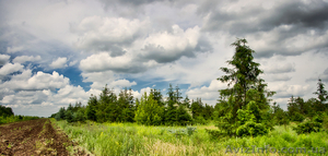 Декоративные культуры #150678