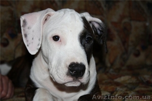 Продается очаровательный щенок стаффорда,  недорого #137830