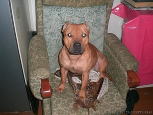 Продам щенков АМПБТ #140393