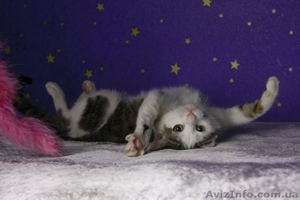 Даром,  котик ищет хозяев!Возмите меня к себе! #155132