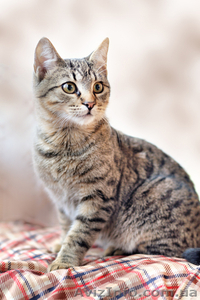 Даром! Тиргик,  супер котик #155041