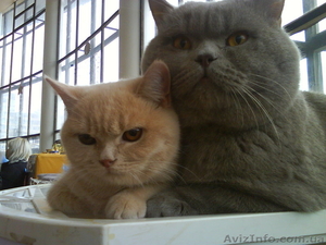 чистокровные котята #140870