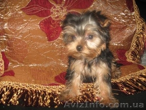 Гламурные Щеночки Йоркширского терьера.Доставка/КСУ #154947