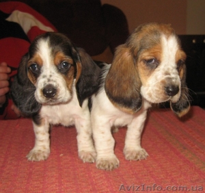 Продаются щенки Бассет Хаунд #156761