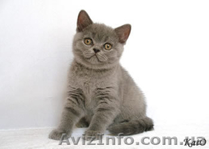 Британские котята питомник Fantasy Fiesta*UA #144839