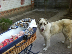продажа щенков алабая(среднеазиатская овчарка) #144030