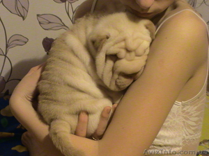 продам щенка шарпея #146949