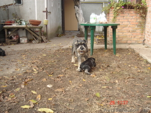 Собаки и щенки  миттельшнауцера цвет перец с солью #140651
