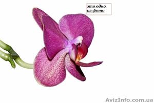 SONY Продаётся зеркальный фотоаппарат  #141188