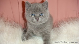 Британские  котята родились 01/12/10 #140650