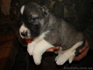 щенки северо-кавказского волкодава #147750