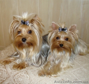 йоркширский терьер,  супер щенки #146284