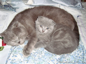 Продам котенка британца, вислоухий. #145788