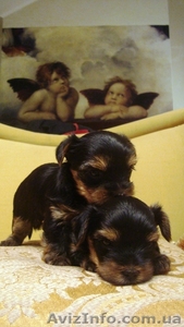 ЭЛИТНЫЕ ДЕВОЧКИ ЙОРКИ #153876