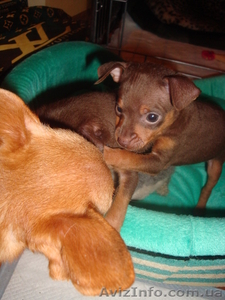 продаю мальчишек той-терьера #138678