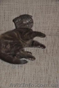 шотландская вислоухая скотиш фолд #152714