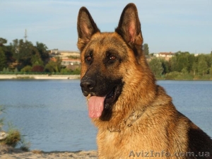 Вязка немецкой овчарки #151183