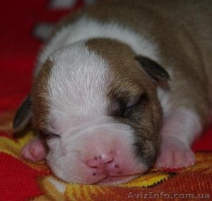 Американского Стаффордширского Терьера. #151694