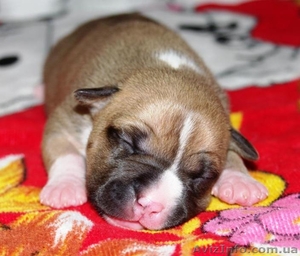 Щенки Американского Стаффордширского Терьера. #145563