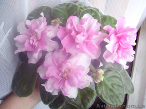 Продаю сортовые фиалки и лилии #156879