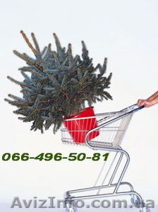 Ель колючая сизая (голубая ель) – формированные растения.  #146428